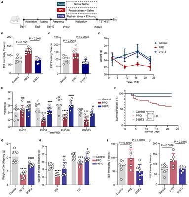 Fecal microbiota transplantation confirmed that 919 Syrup reduced the ratio of erucamide to 5-AVAB in hippocampus to alleviate postpartum depression by regulating gut microbes